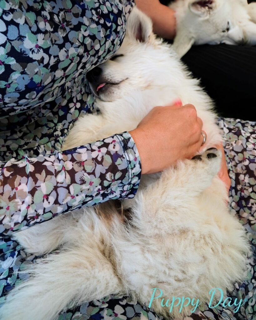 štěně si úžívá kontakt puppy day