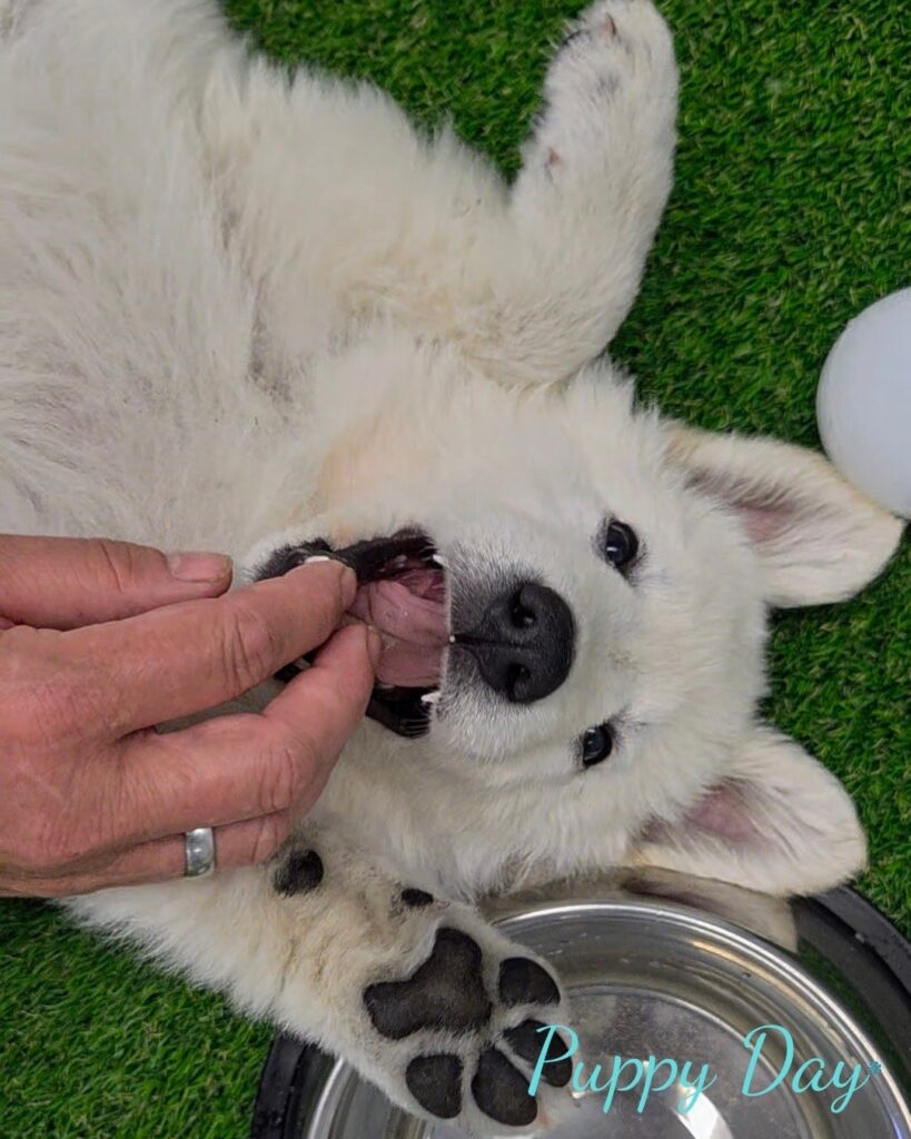 štěně vyvolává kontakt a kouše prsty účastníkovi puppy day